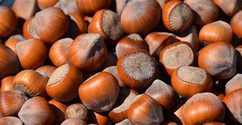 Different Types of Hazelnut Tree Varieties (Filbert Species) - EmbraceGardening