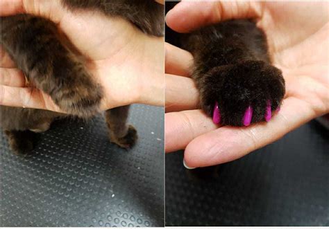 Soft paw nail caps | Best Mates Dog & Cat Grooming Salon