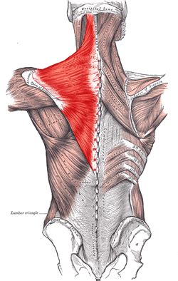 Musculus trapezius – Wikipedia