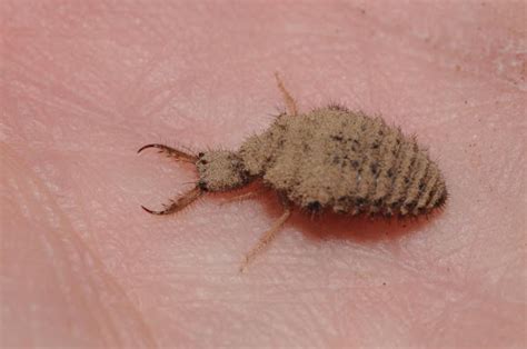 Antlion (larva) | Project Noah