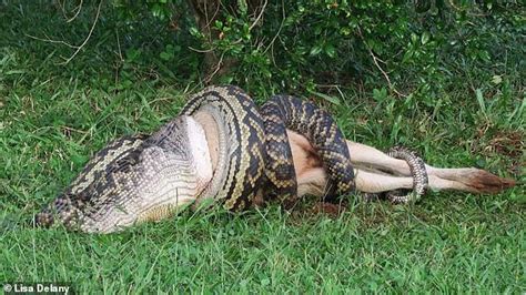 Incredible moment one of Australia's largest snakes dislocates its jaw and devours a wallaby ...