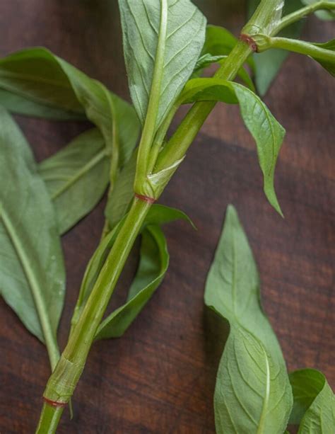 Edible Smartweeds: Lady's Thumb (Persicaria maculosa) & More