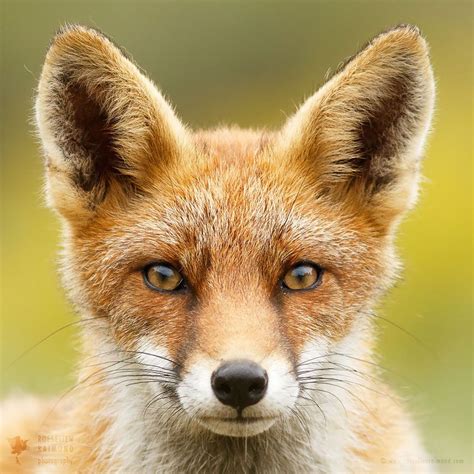 an orange fox with blue eyes looking at the camera