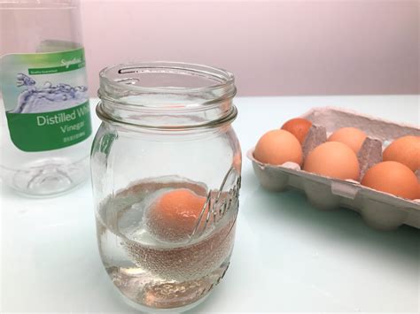 Egg in Vinegar Experiment | DIY for Beginners | KiwiCo