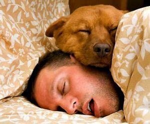 What dog breeds are not needy? Get Your Pet Thinking – KeepingDog