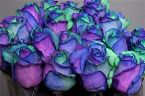 blue, purple, roses - image #160910 on Favim.com