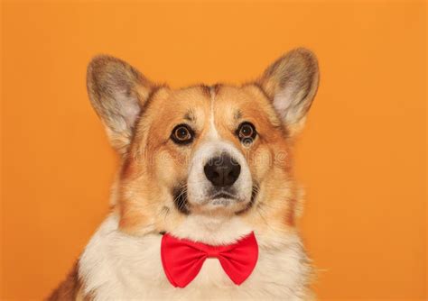 Puppy Corgi Dogs with Big Ears on Yellow Isolated Background Portrait Stock Image - Image of ...