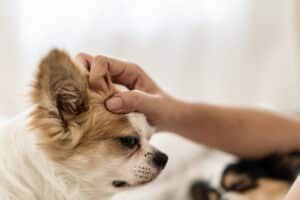 Can I use a Human Anti-Itch Cream Like Hydrocortisone on My Dog? (Vet ...