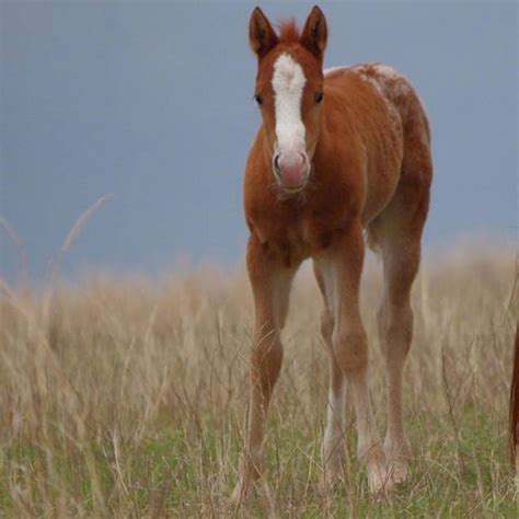 Vesicular Stomatitis: What You Need to Know | Oklahoma State University