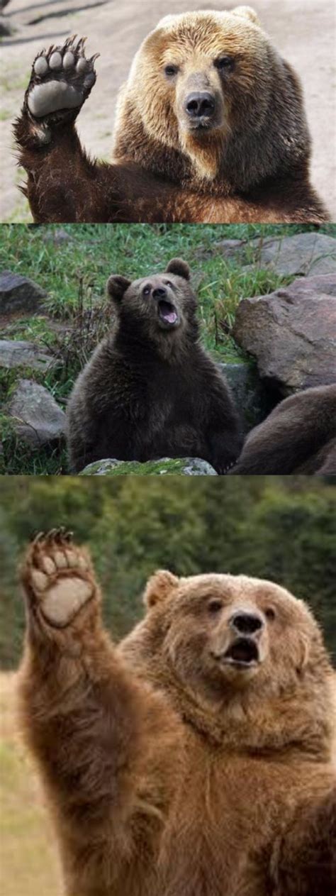 "bear" Meme Templates - Imgflip