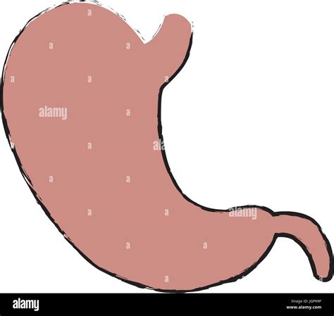 stomach icon human internal organ digestive system anatomy symbol vector illustration Stock ...