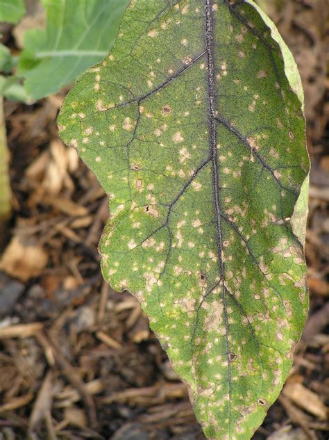 P1010527 Cercospora leaf spot eggplant | Symptoms of Cercosp… | Flickr