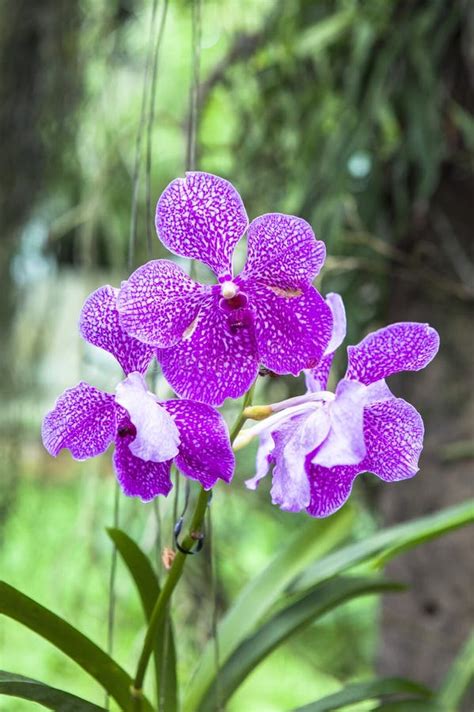 Orchid Farm in Chiang Mai stock image. Image of heritage - 78487581