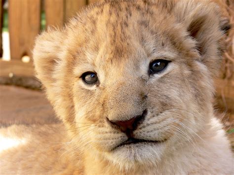 Lion Cub Gaze Free Stock Photo - Public Domain Pictures