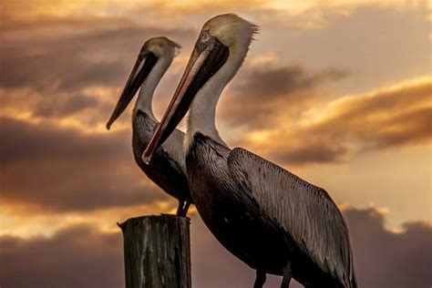 15 Great Everglades National Park Free Campsites - Tripoto