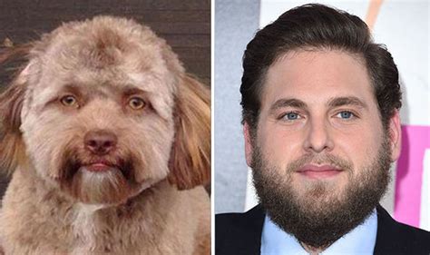 Dog with 'HUMAN FACE' shocks people who see striking resemblance to ...