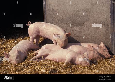 Large white pig hi-res stock photography and images - Alamy