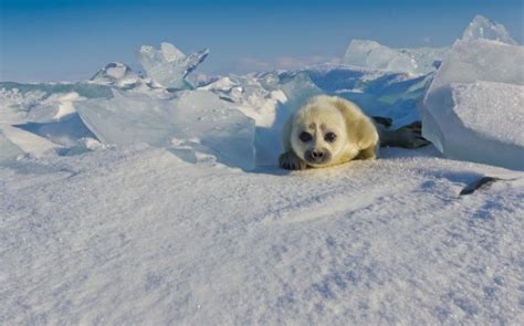 OMG Stop What You're Doing And Look At This Seal Pup Photo Shoot