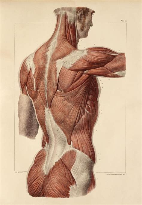 Superficial back muscles, 1831 artwork Photograph by Science Photo Library - Fine Art America