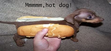 RIP hotdog dog. :( | Hot dog buns, Small puppies, Weenie dogs