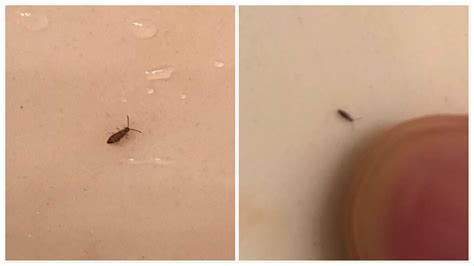 What Are These Tiny Little Bugs In My House | Psoriasisguru.com