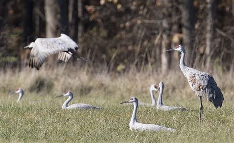 Sandhill Cranes – Wildlife In Nature