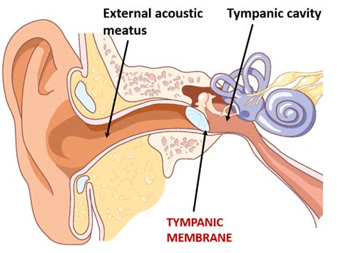 Tympanic Membrane Layers