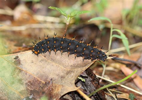 Maryland Biodiversity Project - Great Spangled Fritillary (Argynnis cybele)