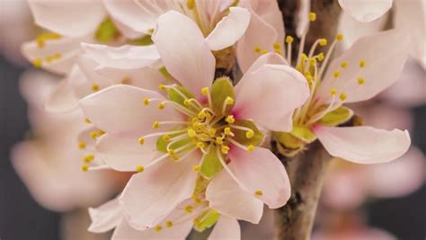 Yellow Apricot Blossom Stock Footage Video - Shutterstock