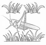 Best Realistic cricket coloring Page For Kid sketch template