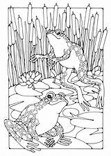 Coloring Page Frogs  Free Printable coloring pages Img 19597 sketch template