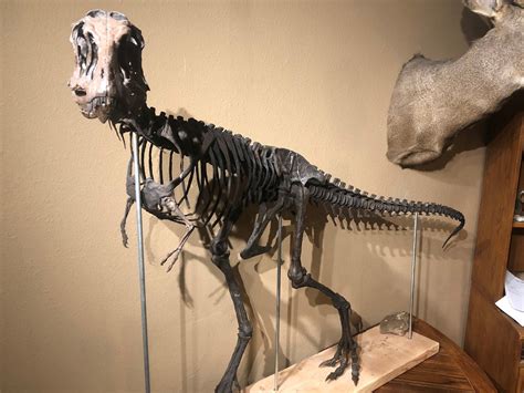 Baby T-rex 3d print - Paleo Re-creations - The Fossil Forum