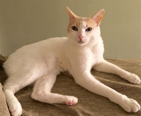 Meet Chapy! A photogenic Bobtail cat with 7 social media accounts! | Cat having kittens, Bobtail ...