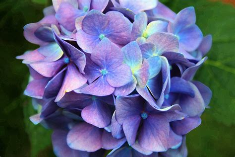 Soft Purple Hydrangea Free Stock Photo - Public Domain Pictures