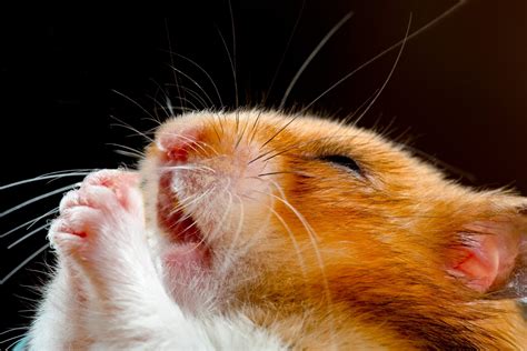 30 Cute Hamster Pictures You Need to See | Funny Hamster Photos