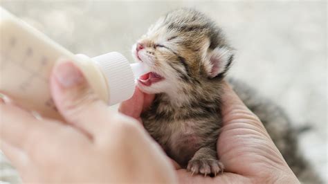 Kitten Formula | The Best Kitten Formulas for Nutrition in the First Weeks