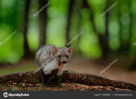 Beech marten in forest Stock Photo by ©OndrejProsicky 130566222