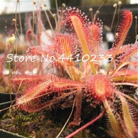 100 Pcs Venus Flytrap Seeds OutletTrends.com Free Shipping Up to 70% OFF