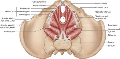 Chiropractic Care and the Pelvic Floor - AltaVie Health and Chiropractic Clinic