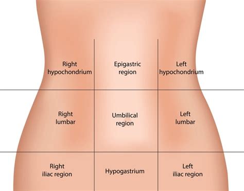 Abdominal Regions, 49% OFF | gbu-presnenskij.ru