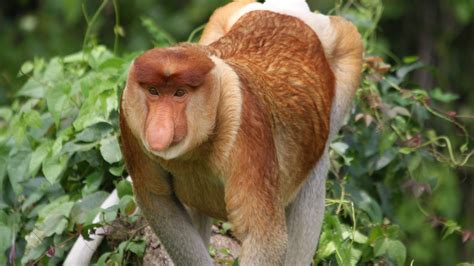Proboscis monkey (Nasalis larvatus) long-nosed monkey facts