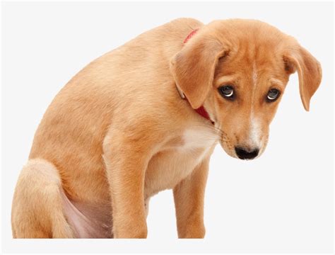 sad dog png - Clip Art Library