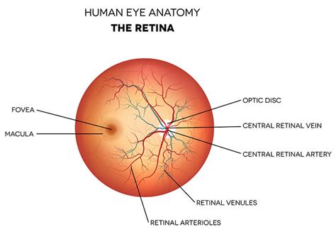 Retina Diseases Milwaukee | Macular Degeneration Mequon | Retina WI