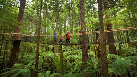 Redwoods Treewalk Rotorua