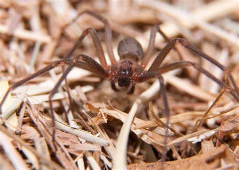 Brown Recluse Spider: 27 Things to Know (Size, Locations, Venom) » The Buginator