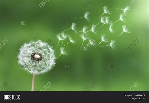 Dandelion. Nature Image & Photo (Free Trial) | Bigstock