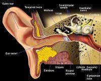 Tinnitus Symptoms | Eustachian tube dysfunction, Blocked ears, Ear infection remedy