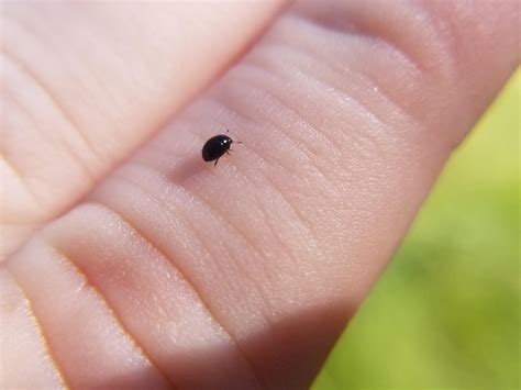 Black Bugs That Look Like Ladybugs