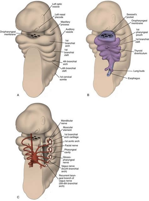 Embryology Anatomy