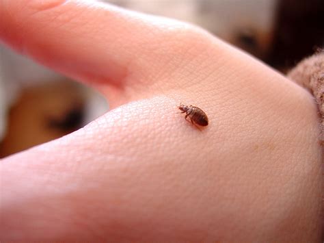 Bed bugs: what renters fear most